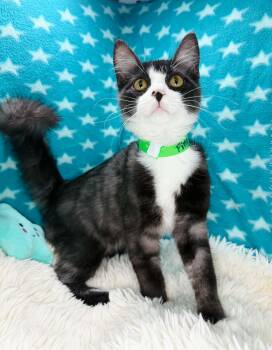 Pine -  Domestic Short Hair Cat for Adoption in Tavares, Florida - Pine | PetCurious
