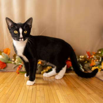 Rescue Domestic Short Hair Cats for Adoption in Durham, North Carolina - Vanilla Ice | PetCurious