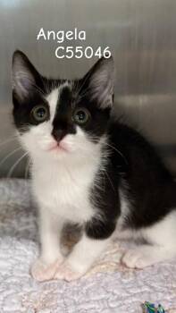 Angela -  Domestic Short Hair Cat for Adoption in Clarksville, Tennessee - Angela | PetCurious