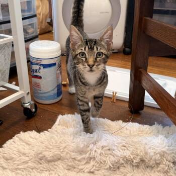 Aiofe -  Domestic Short Hair Cat for Adoption in Vallejo, California - Aiofe | PetCurious