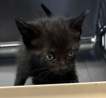 Domestic Short Hair Cats Available for Adoption in Lawrenceville, Georgia - Kd6 Cruz | PetCurious