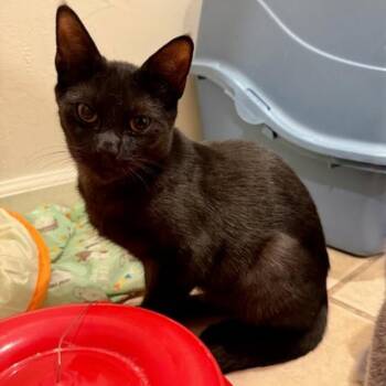 SweeTango -  Domestic Short Hair Cat for Adoption in Santa Rosa, California - SweeTango | PetCurious