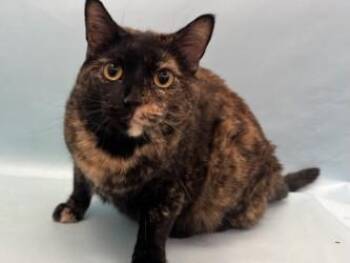 Raven -  Domestic Short Hair Cat for Adoption in Golden Valley, Minnesota - Raven | PetCurious