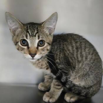 Ghost -  Domestic Short Hair Cat for Adoption in San Jacinto, California - Ghost | PetCurious