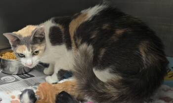 Rescue Domestic Short Hair Cats for Adoption in Hillsdale, Indiana - Dandie | PetCurious