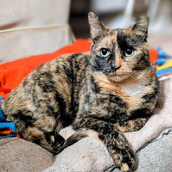 Domestic Short Hair Cats Available for Adoption - Torti | PetCurious