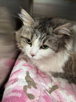 MELISSA -  Domestic Long Hair Cat for Adoption in Kalamazoo, Michigan - MELISSA | PetCurious