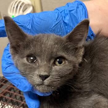 Rescue Domestic Short Hair Cats for Adoption in Yuma, Arizona - Tammie | PetCurious