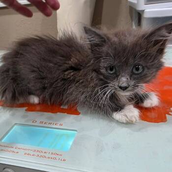 Banshee (Ghost Litter) -  Domestic Long Hair and Domestic Short Hair Cat for Adoption in TIMBERCRK CYN, Texas - Banshee (Ghost Litter) | PetCurious