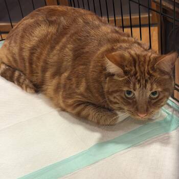 Jake -  Domestic Short Hair Cat for Adoption in Buffalo, New York - Jake | PetCurious