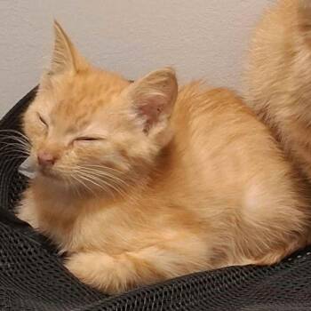 *Courtesy Listing - Skrunkles -  Domestic Short Hair Cat for Adoption in Tuscaloosa, Alabama - *Courtesy Listing - Skrunkles | PetCurious