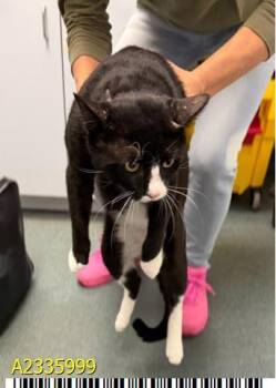PUMA -  Domestic Short Hair Cat for Adoption in West Palm Beach, Florida - PUMA | PetCurious