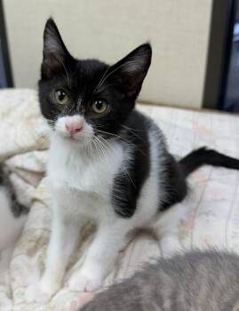 Harper Harvey -  Domestic Short Hair Cat for Adoption - Harper Harvey | PetCurious