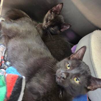 Baloo -  Domestic Short Hair Cat for Adoption in Spokane, Washington - Baloo | PetCurious