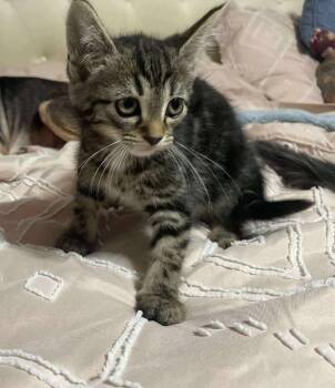 Rescue Domestic Short Hair Cats for Adoption in Johnson City, Tennessee - Lizzie | PetCurious