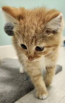 Dorito -  Domestic Short Hair Cat for Adoption in Columbus, Indiana - Dorito | PetCurious
