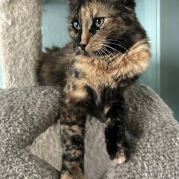American Shorthair Cats Available for Adoption in Laguna Woods, California - Reeses (bonded With Hersheys) | PetCurious