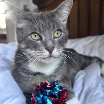 Rescue Domestic Short Hair Cats for Adoption in Tulsa, Oklahoma - Romeo (Romy) | PetCurious