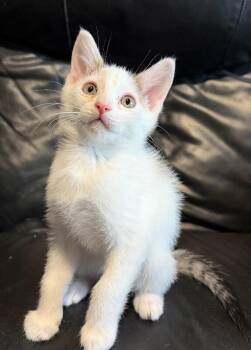 Gnocchi -Noodles litter -  Turkish Van Cat for Adoption in Anthem, Arizona - Gnocchi -Noodles Litter | PetCurious