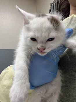 Domestic Short Hair Cats Available for Adoption in Las Vegas, Nevada - ZILLOW | PetCurious