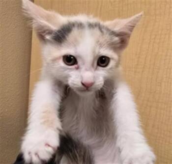 Domestic Short Hair Cats Available for Adoption in Riverside, California - SOYBEAN | PetCurious
