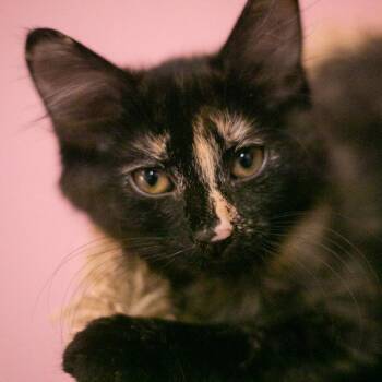 Nephina -  Maine Coon and Domestic Long Hair Cat for Adoption in St. Augustine, Florida - Nephina | PetCurious