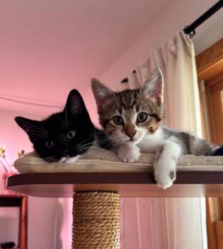 Domestic Short Hair Cats Available for Adoption in Minneapolis, Minnesota - Agulhas / Kuroshio | PetCurious