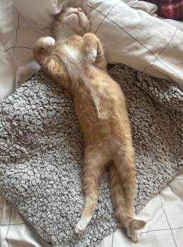 Domestic Short Hair and Tabby Cats Available for Adoption - Waymore | PetCurious