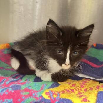 IVHS-Stray-142681 -  Domestic Short Hair Cat for Adoption in San Gabriel, California - IVHS-Stray-142681 | PetCurious