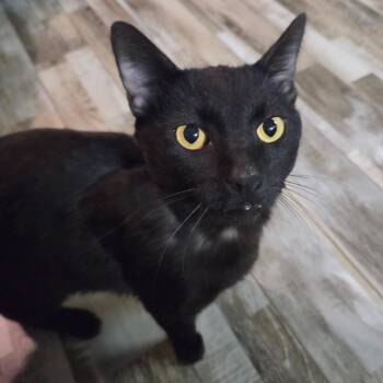 Scar -  Domestic Short Hair Cat for Adoption in Bloomington, Illinois - Scar | PetCurious