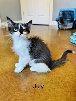 July -  Domestic Medium Hair Cat for Adoption in Emerald Isle, North Carolina - July | PetCurious