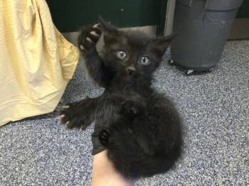 A1919361 -  Domestic Short Hair Cat for Adoption in Thousand Palms, California - A1919361 | PetCurious