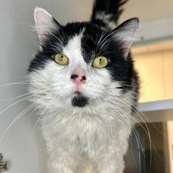 Steven -  Domestic Medium Hair Cat for Adoption in Matteson, Illinois - Steven | PetCurious