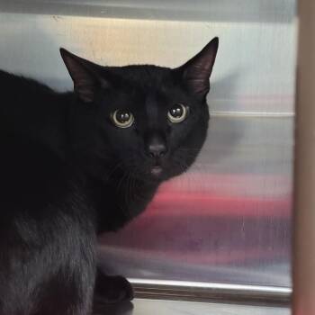 Domestic Short Hair Cats Available for Adoption in Las Vegas, Nevada - Toothless | PetCurious
