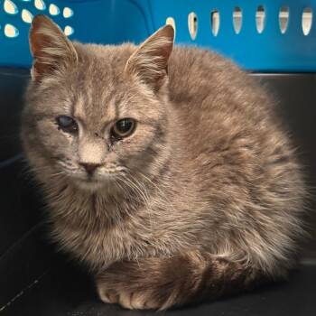 Domestic Short Hair Cats Available for Adoption in Lynchburg, Virginia - Mira | PetCurious