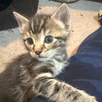 Ryu -  Domestic Short Hair Cat for Adoption in Redmond, Washington - Ryu | PetCurious
