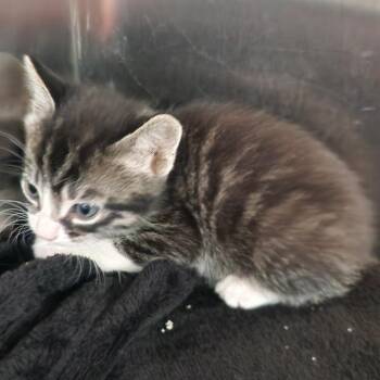 Dolly -  Domestic Short Hair Cat for Adoption in Cedaredge, Colorado - Dolly | PetCurious