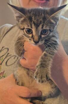 Cobert (Pink) -  Domestic Short Hair Cat for Adoption in Crocker, Missouri - Cobert (Pink) | PetCurious