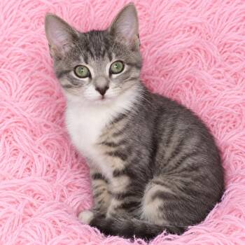 Marlena -  Domestic Short Hair Cat for Adoption in Quincy, Ohio - Marlena | PetCurious
