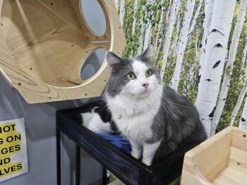 Domestic Long Hair Cats Available for Adoption - Cookie  | PetCurious