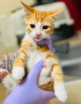 Jersey Giant -  Domestic Short Hair Cat for Adoption in West Chester, Pennsylvania - Jersey Giant | PetCurious