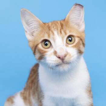 Ron Weasley -  Domestic Short Hair Cat for Adoption in Franklin, Tennessee - Ron Weasley | PetCurious
