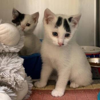 Domestic Short Hair Cats Available for Adoption in Thayne, Wyoming - Jolene | PetCurious