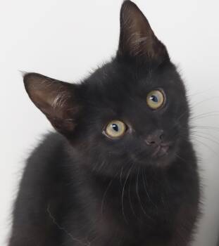 Bombay Cats Available for Adoption in Bedford Hills, New York - Gin Is Beyond Adorable!  SUPER Friendly SUPER Gentle N