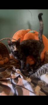 Rescue Tortoiseshell Cats for Adoption in Newark Valley, New York - Sia | PetCurious
