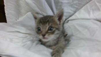 Domestic Short Hair Cats Available for Adoption in Doral, Florida - PICKLES | PetCurious