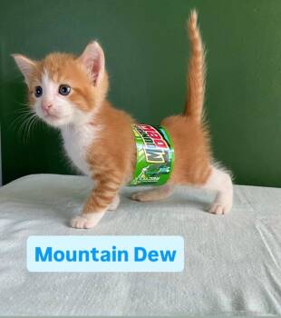 Mountain Dew -  Domestic Short Hair Cat for Adoption in Leonardtown, Maryland - Mountain Dew | PetCurious