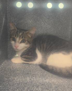 Pluto -  Domestic Short Hair Cat for Adoption in Athens, Tennessee - Pluto | PetCurious