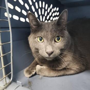 Mario -  Domestic Short Hair and Mixed Breed Cat for Adoption in Clearwater, Florida - Mario | PetCurious