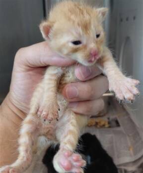 A661664 -  Domestic Short Hair Cat for Adoption in Houston, Texas - A661664 | PetCurious